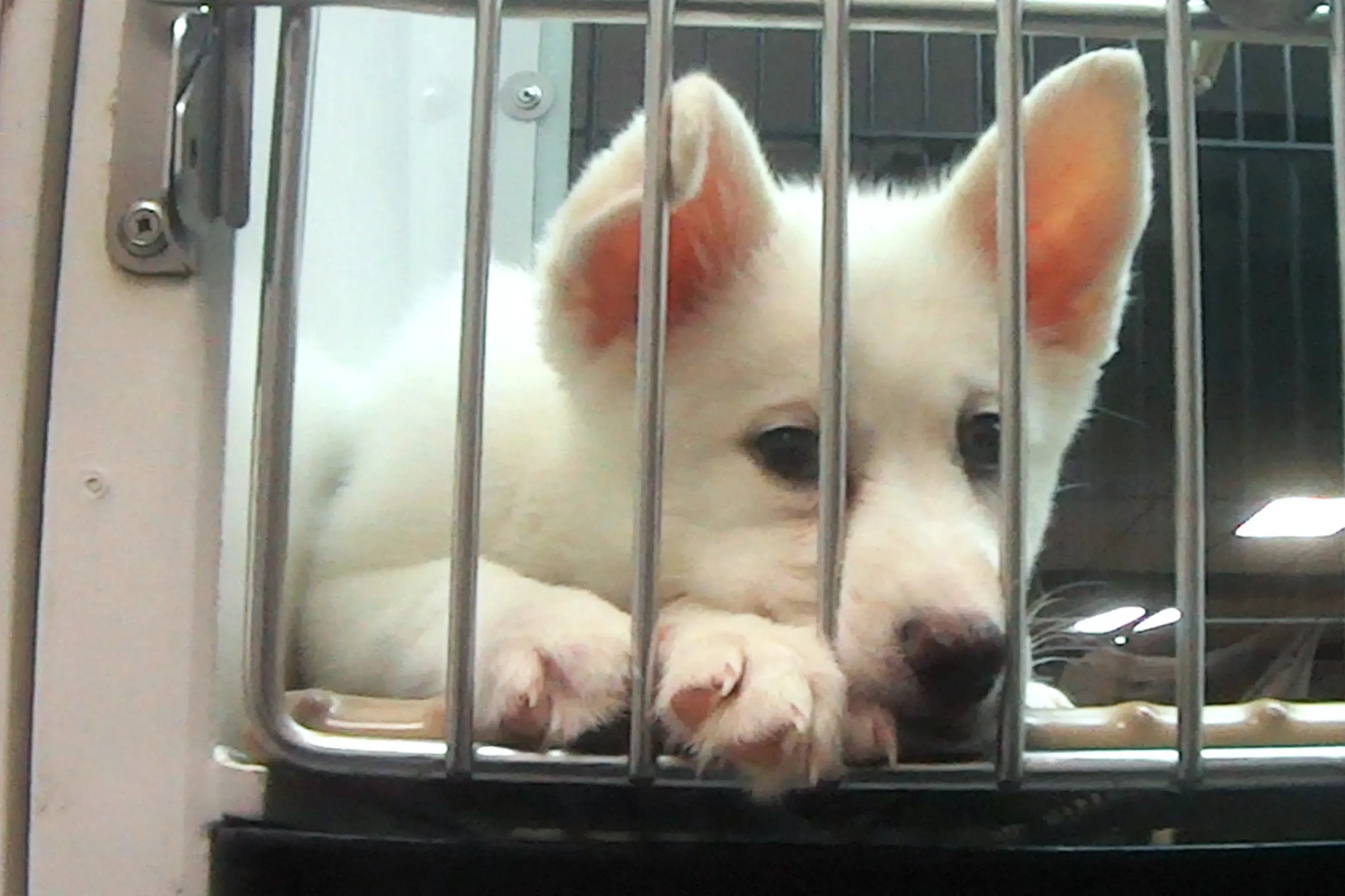 A lonely puppy confined in a cage at a Petland store