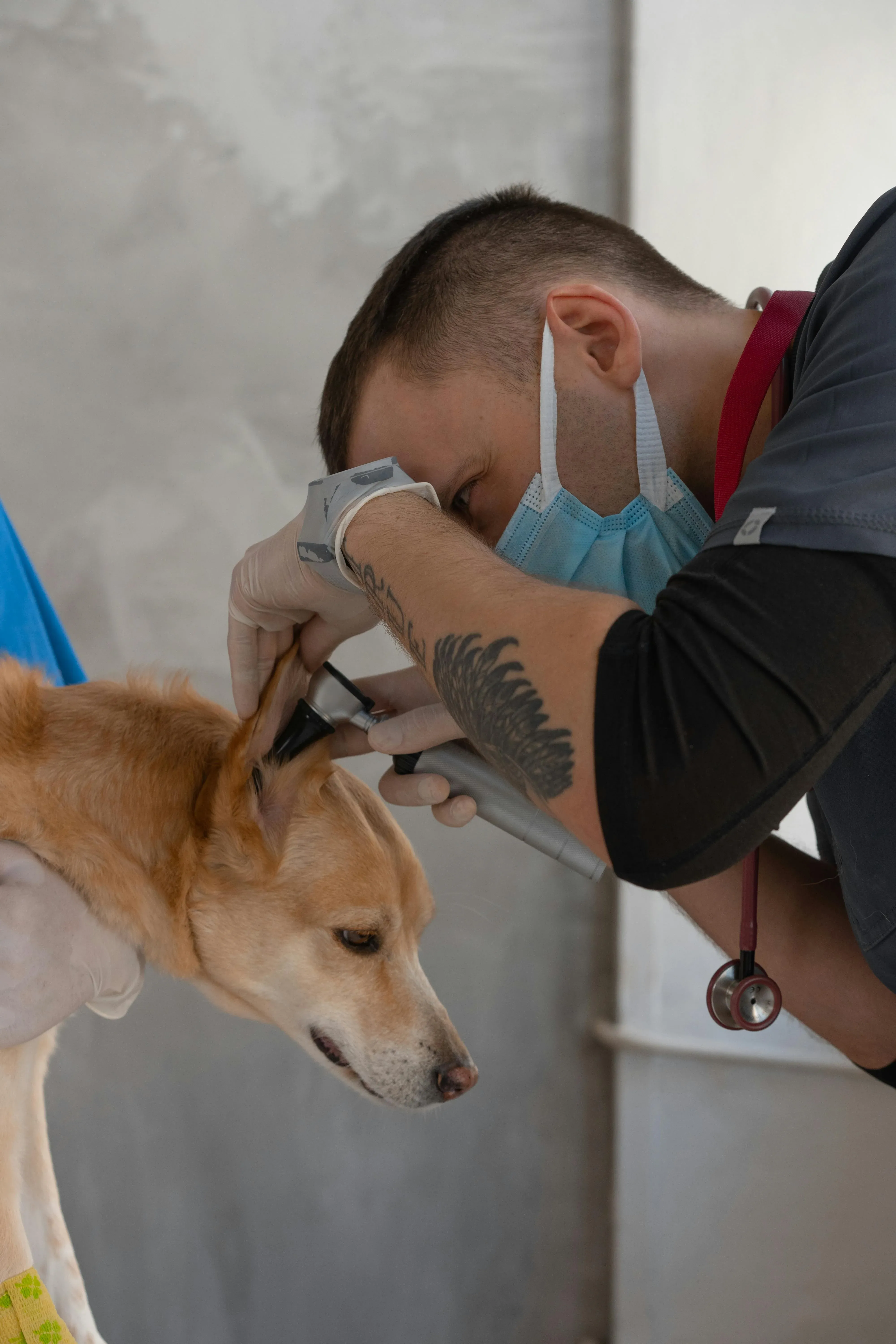 Different ear treatment products compared side by side for dogs