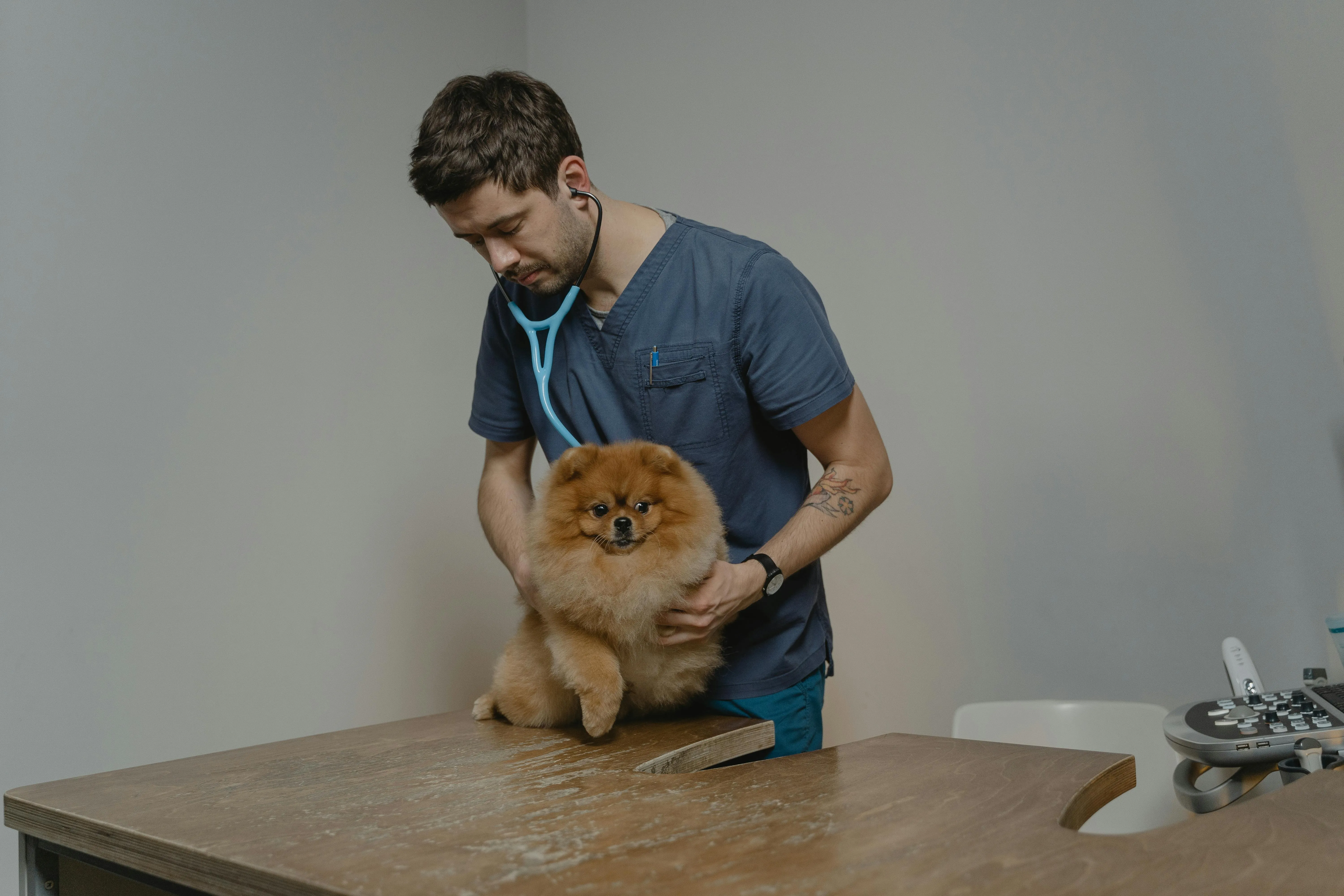 Dog owner applying ear drops to treat dog ear infection at home