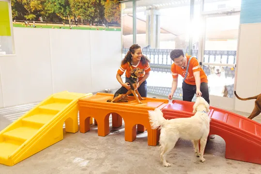 Dogtopia Canine Coaches petting dogs in a supervised daycare environment