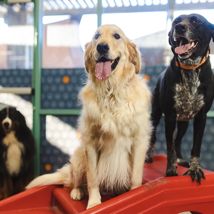 Dogs playing together in a supervised Dogtopia playroom
