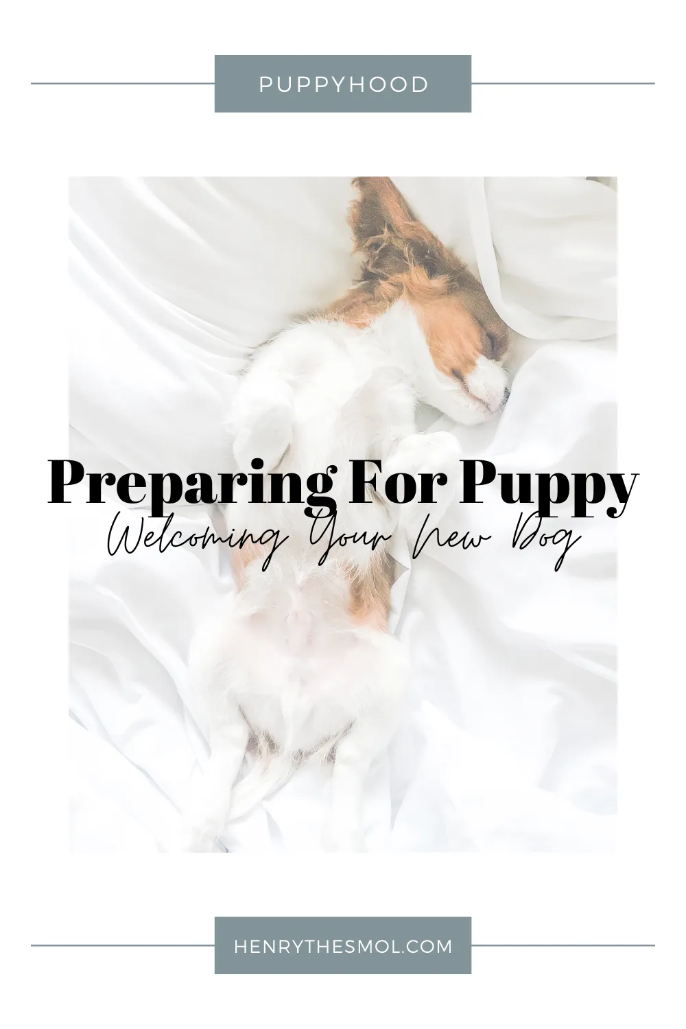 Puppy getting familiar with grooming tools during early training