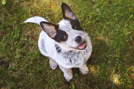 Young puppy learning to accept a crate with positive reinforcement
