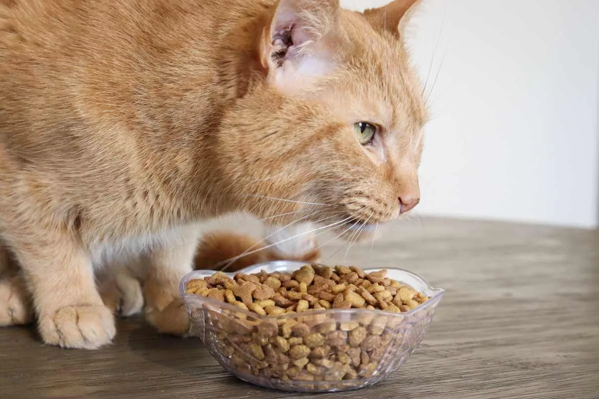 Cat eating dry kibble from a bowl showing Pure Balance-style dry cat food formulation