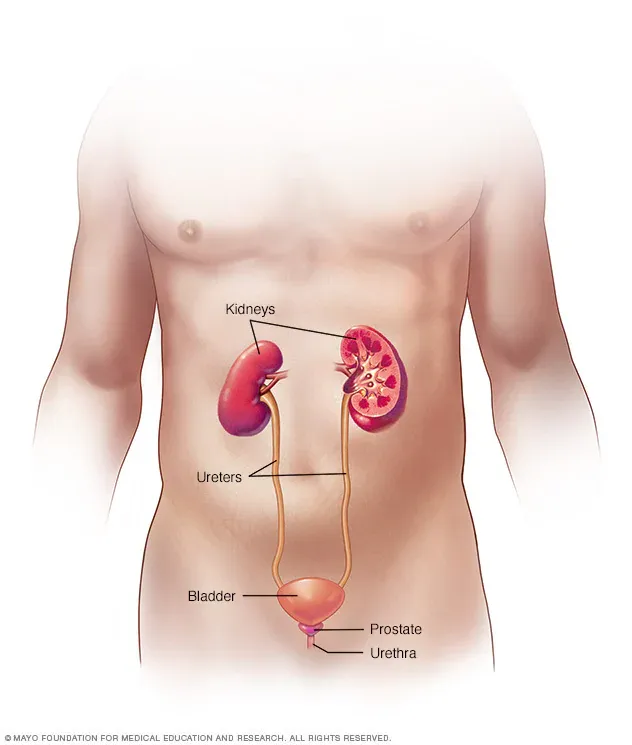 Male urinary system anatomy