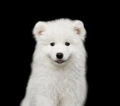 Samoyed puppy standing in a clean breeding environment with soft lighting