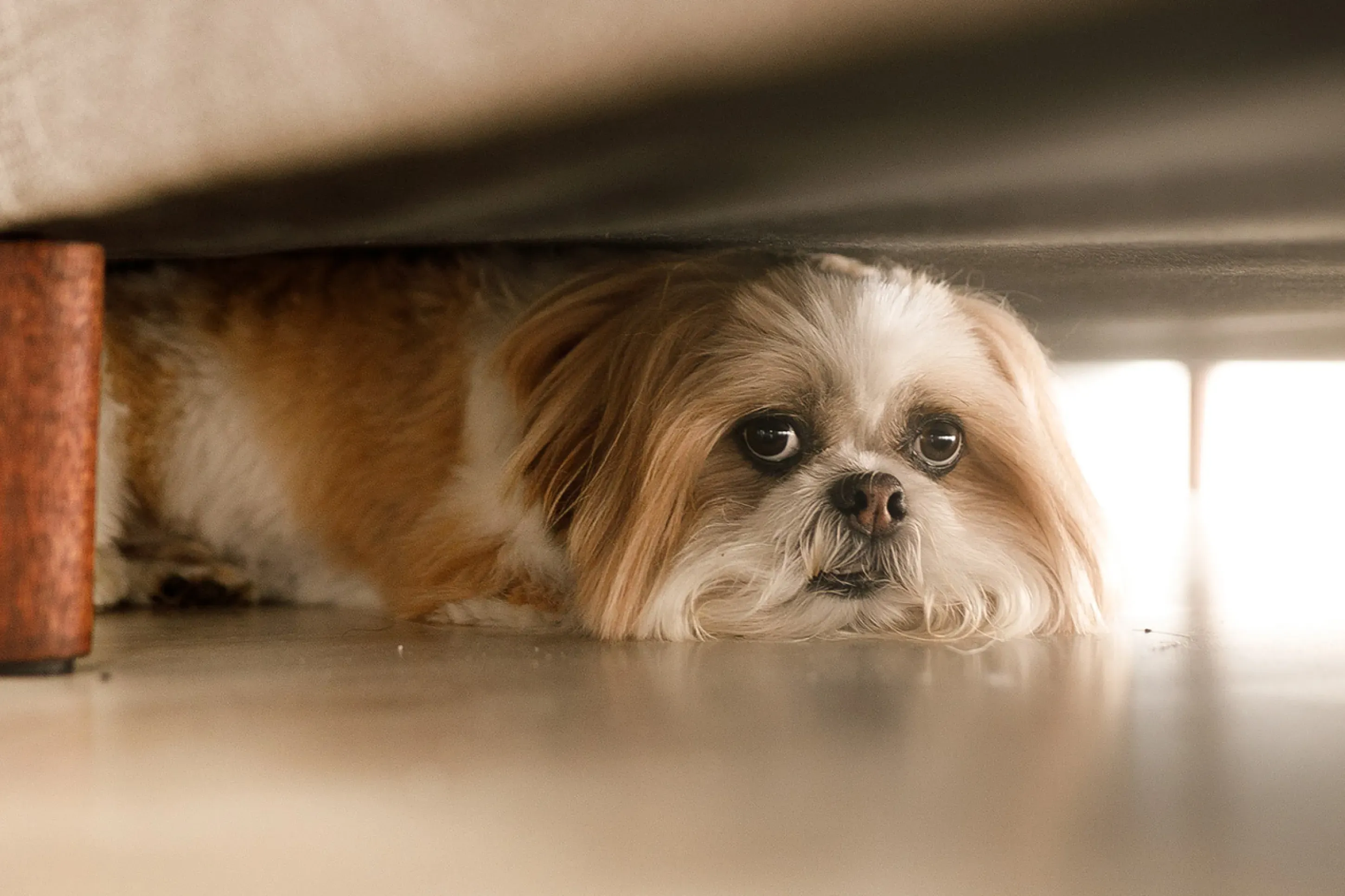 Small scared dog hiding under couch