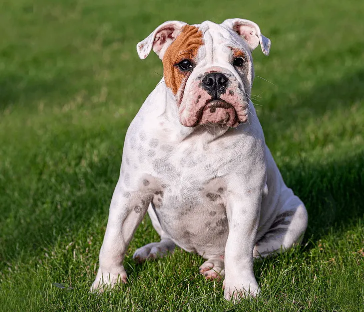 English Bulldog