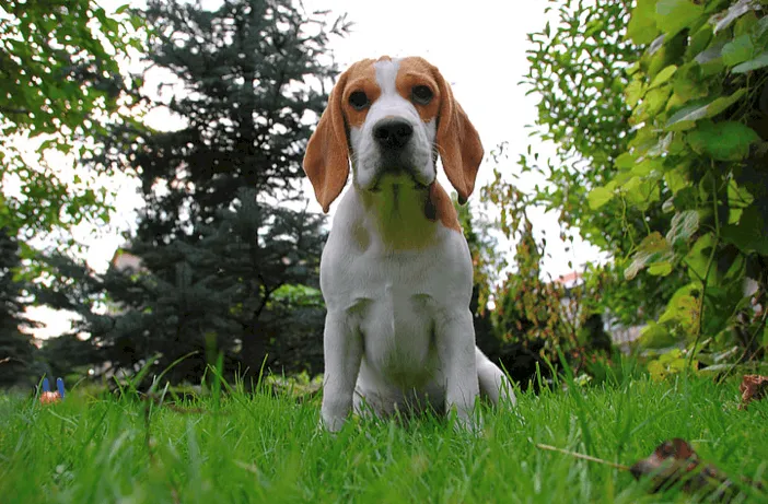 beagle scent hounds dog