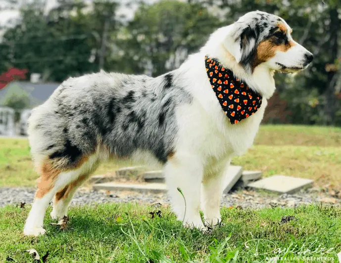 The Australian Shepherds