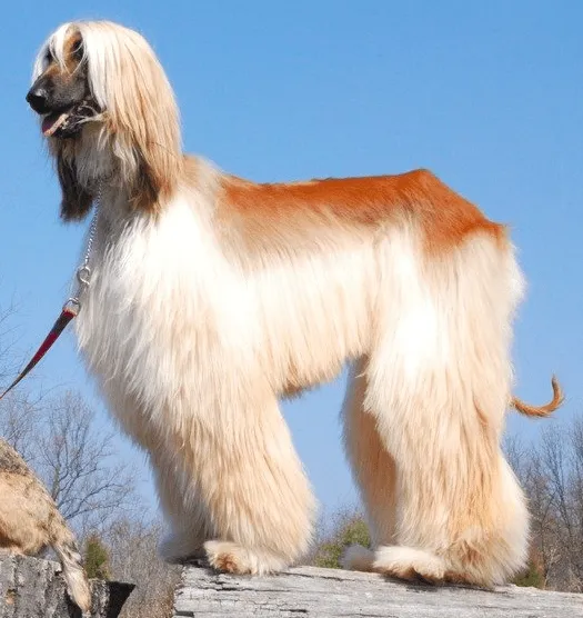 Afghan Hound