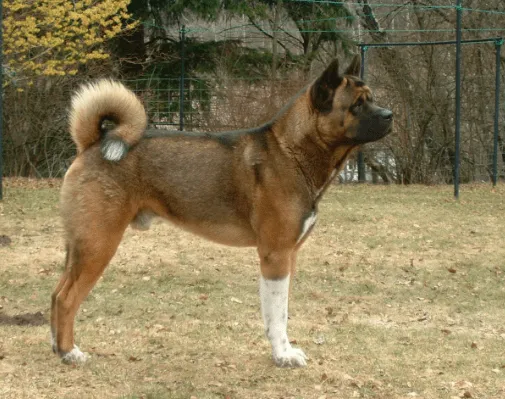 Akita dog breeds