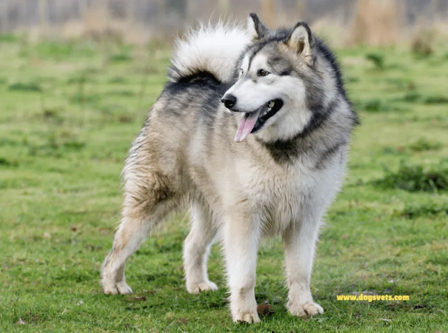Alaskan Malamute