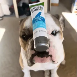 Bulldog with toothpaste on nose