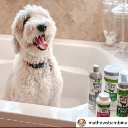 Dog in bathtub with shampoo