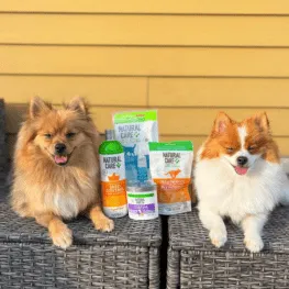 Two dogs with dog food