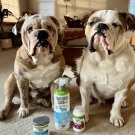 Bulldogs with flea and tick products