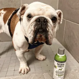 Bulldog with shampoo bottle