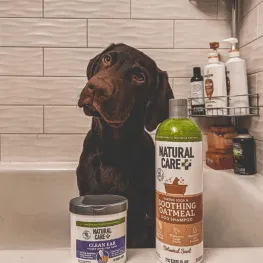 Dog in bathtub with natural shampoo