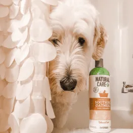 Dog behind shower curtain with shampoo