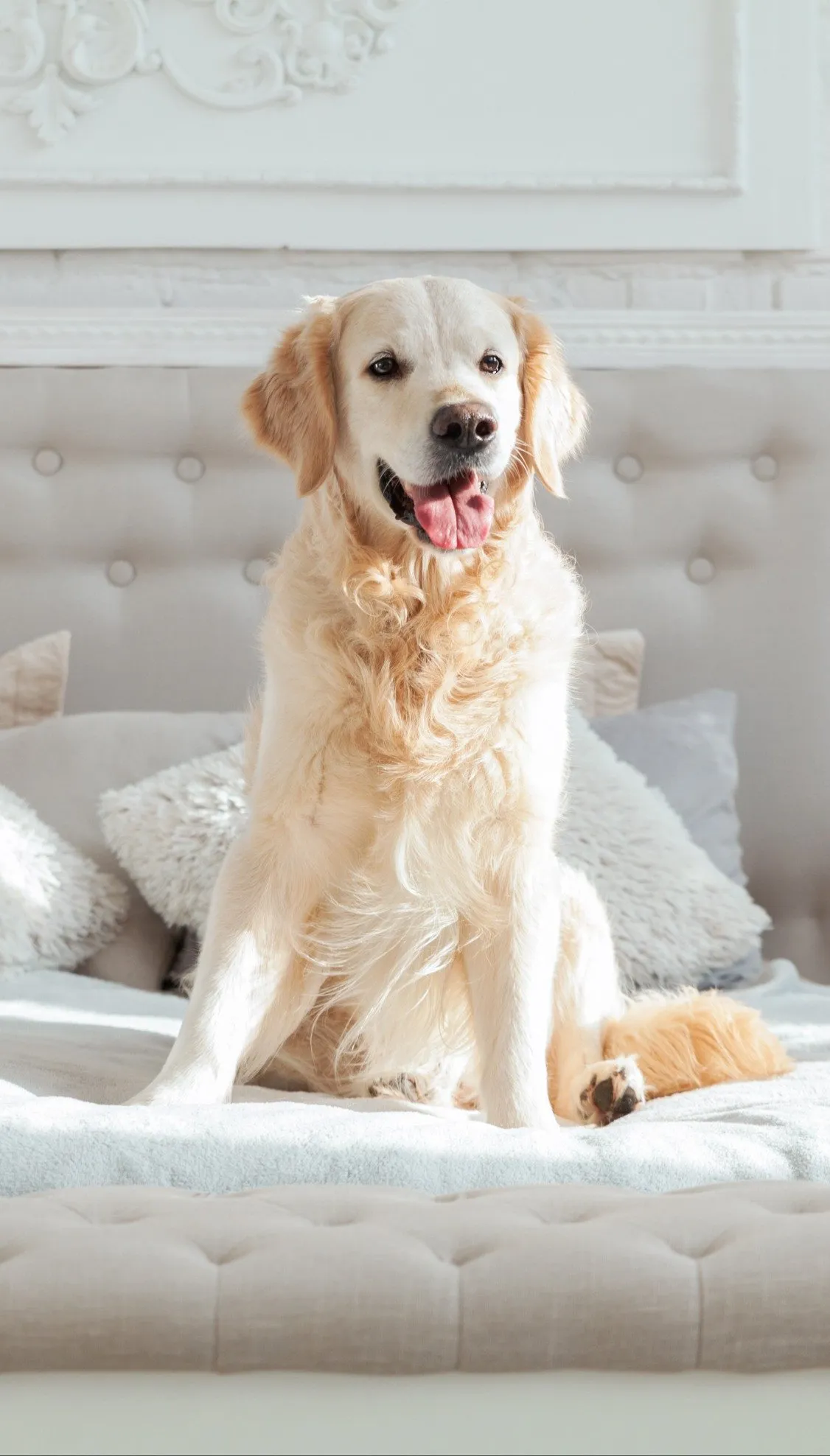 Flea spray for dogs
