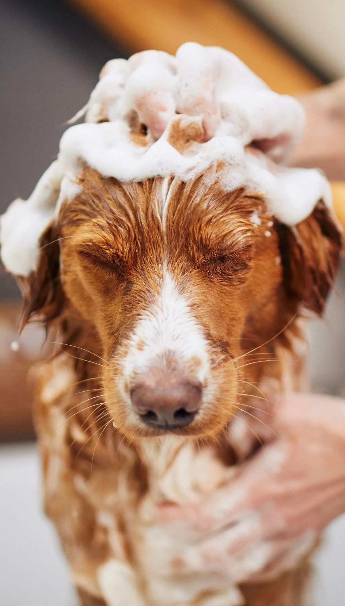 Dog shampoo with natural ingredients