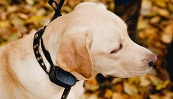 Golden retriever wearing a shock collar, looking distressed