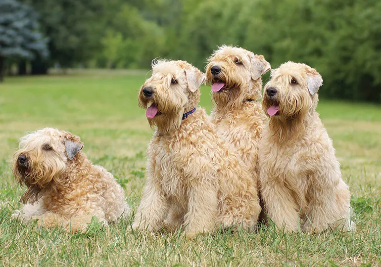 A Soft Coated Wheaten Terrier standing outdoors showing its silky wheaten-colored coat