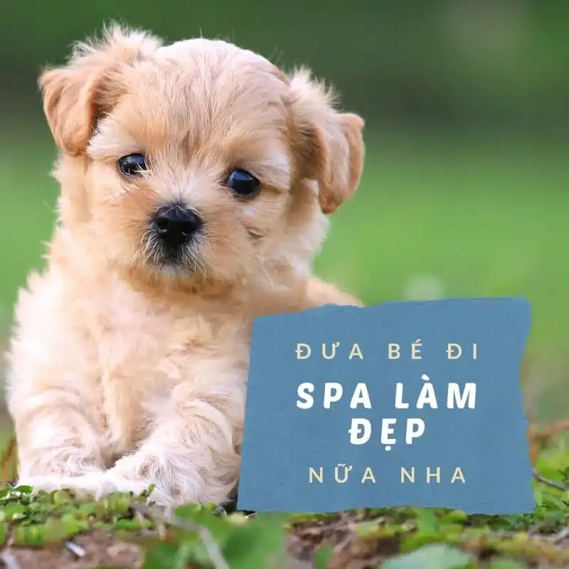 Professional pet grooming and spa services for dogs and cats
