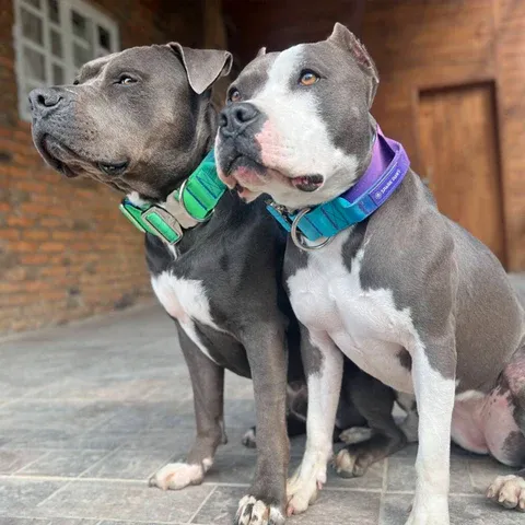 Two pitbull puppies wearing training collars, ready for socialization