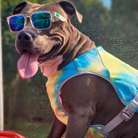 A pitbull wearing a training harness, ready for a walk
