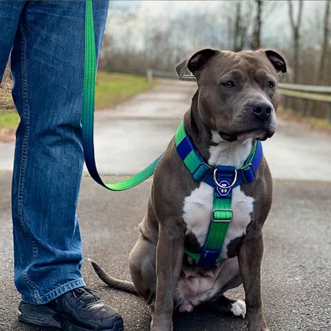 A pitbull in training, focused and attentive