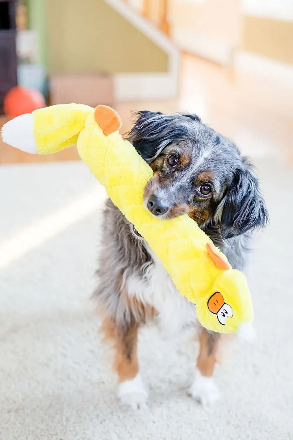 Small dog holding the long duck toy in its mouth