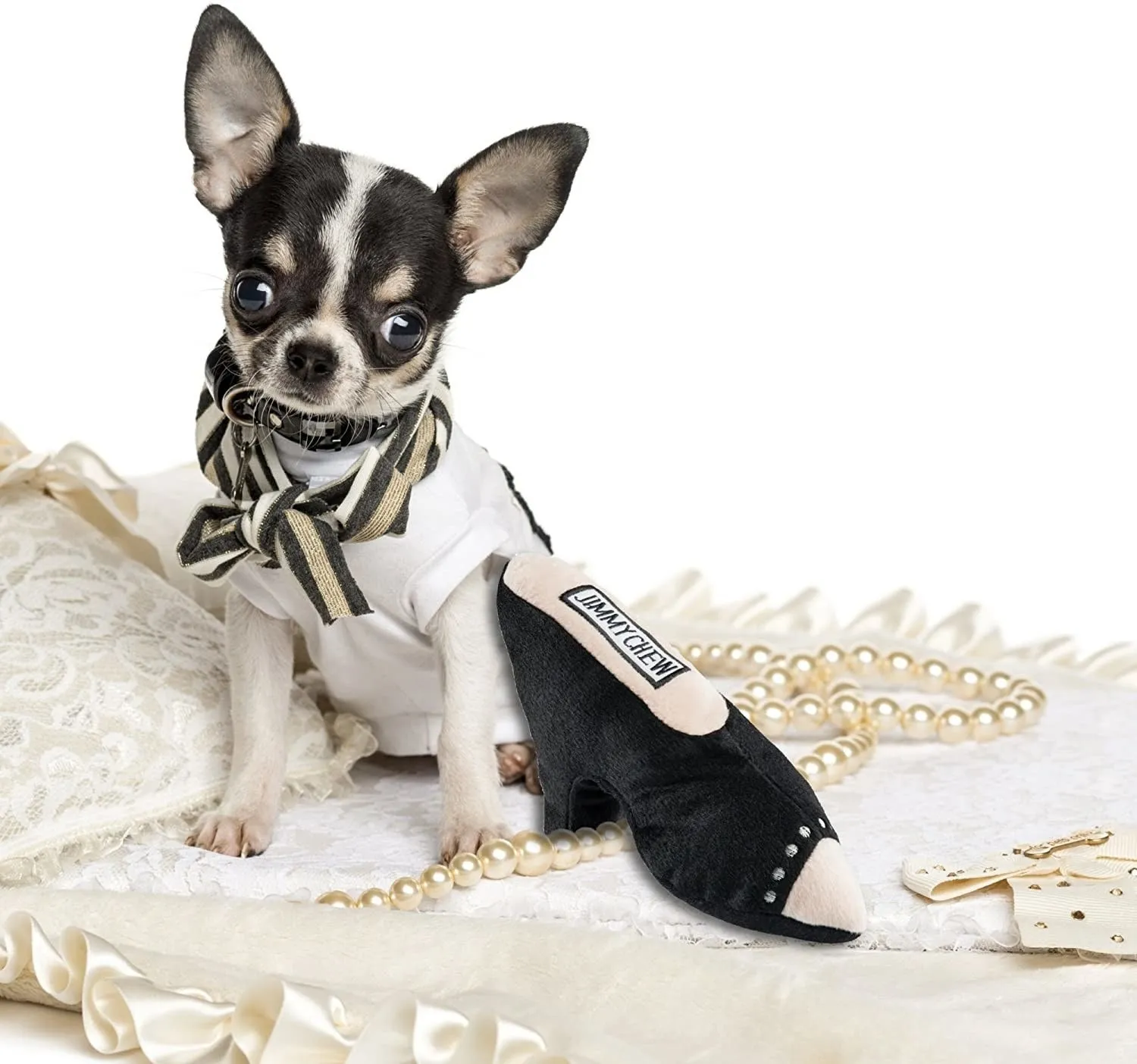A chihuahua next to the