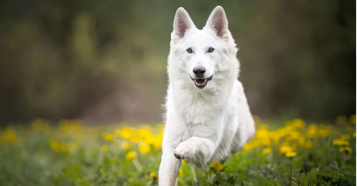 A majestic Pure White German Shepherd puppy with a healthy, glossy coat