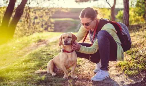 Human checking a dog’s ear for ticks, both sitting on a trail