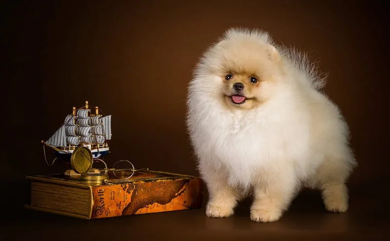 A pure breed Toy Pomeranian puppy with fluffy coat, showcasing the breed's fox-like features