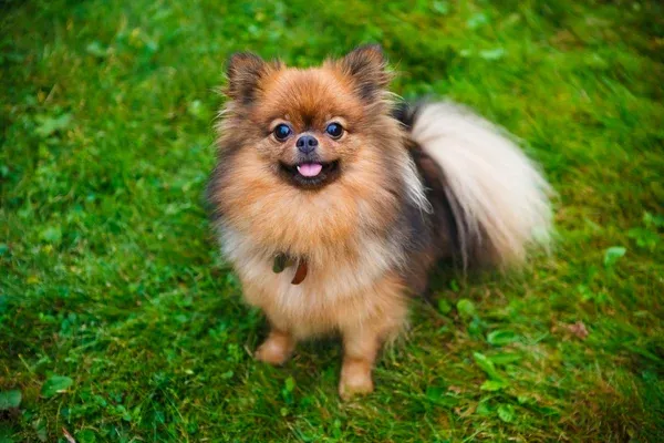 KCI registered Toy Pomeranian puppy in India, showing coat quality and breed characteristics