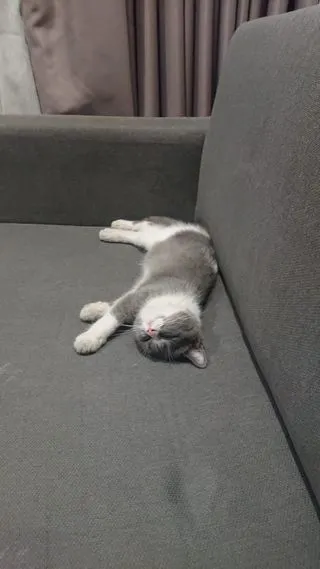 A happy cat enjoying playtime and interaction with a caring pet sitter