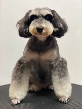 A professional pet sitter giving personal attention to a dog in a home environment