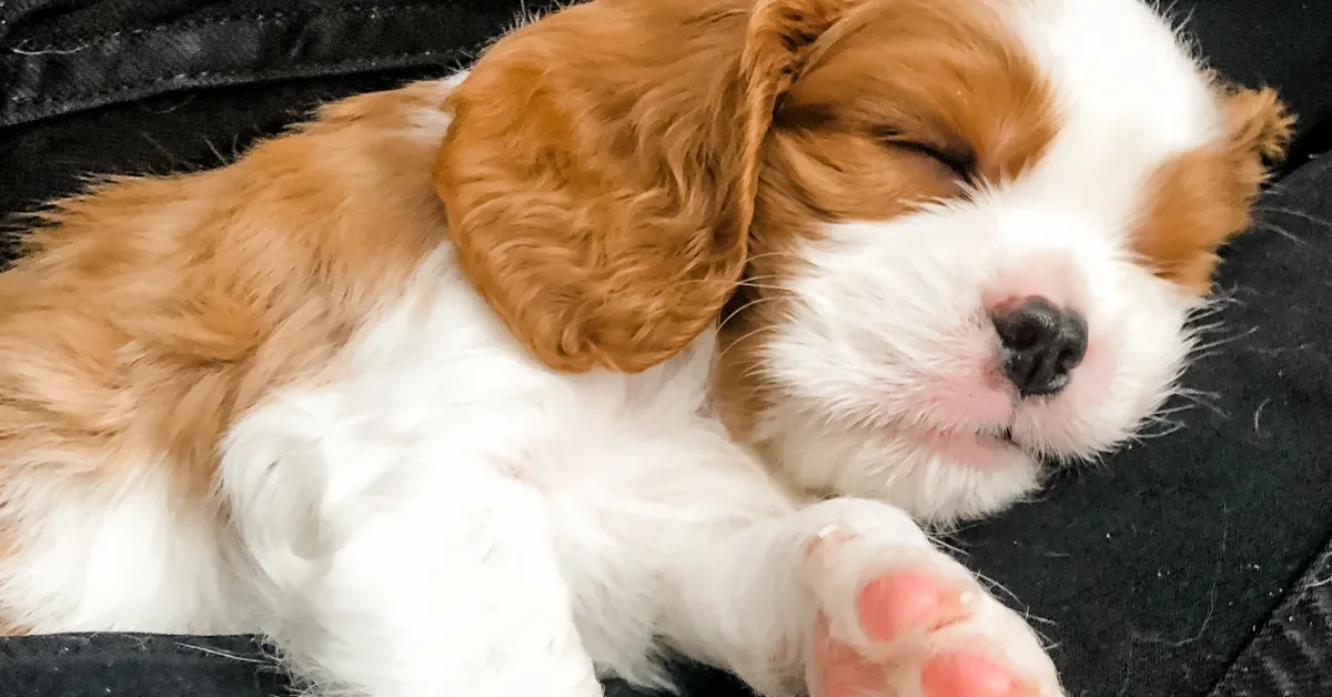 Cozy puppy crate setup with soft blankets and toys for comfort