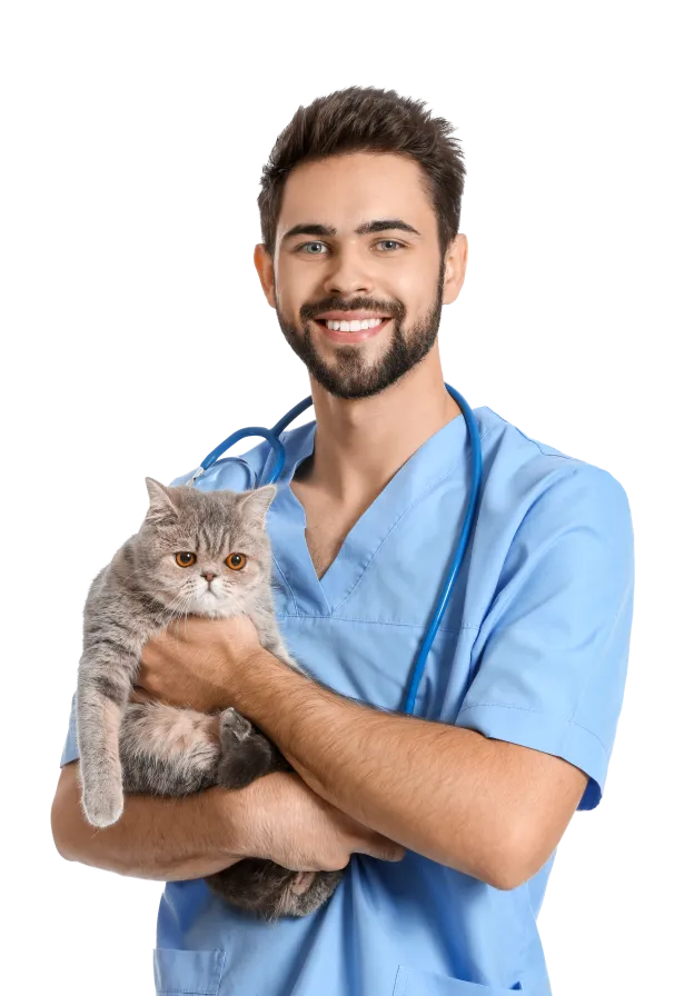 Veterinarian examining a cat during a routine health checkup in clinic