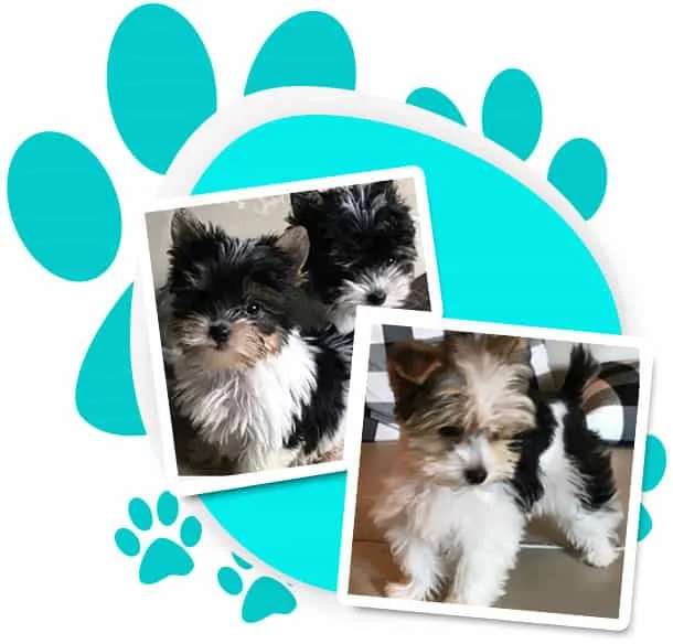 Small breed Yorkie puppies socialized indoors from an early age