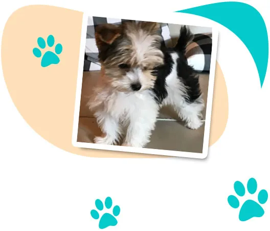 Parti Yorkie puppy with distinctive white, black, and tan tri-colored coat