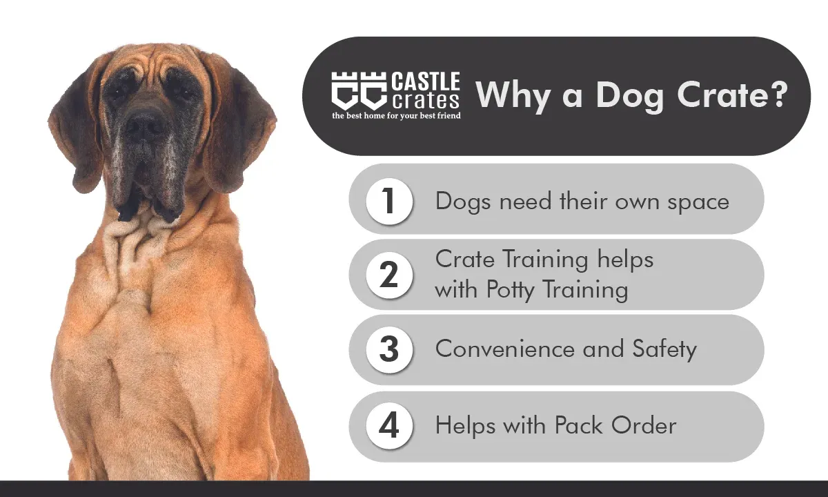 Why getting a dog crate supports effective puppy training and behavior development