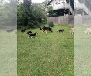German Shepherd puppy sitting outdoors with alert ears