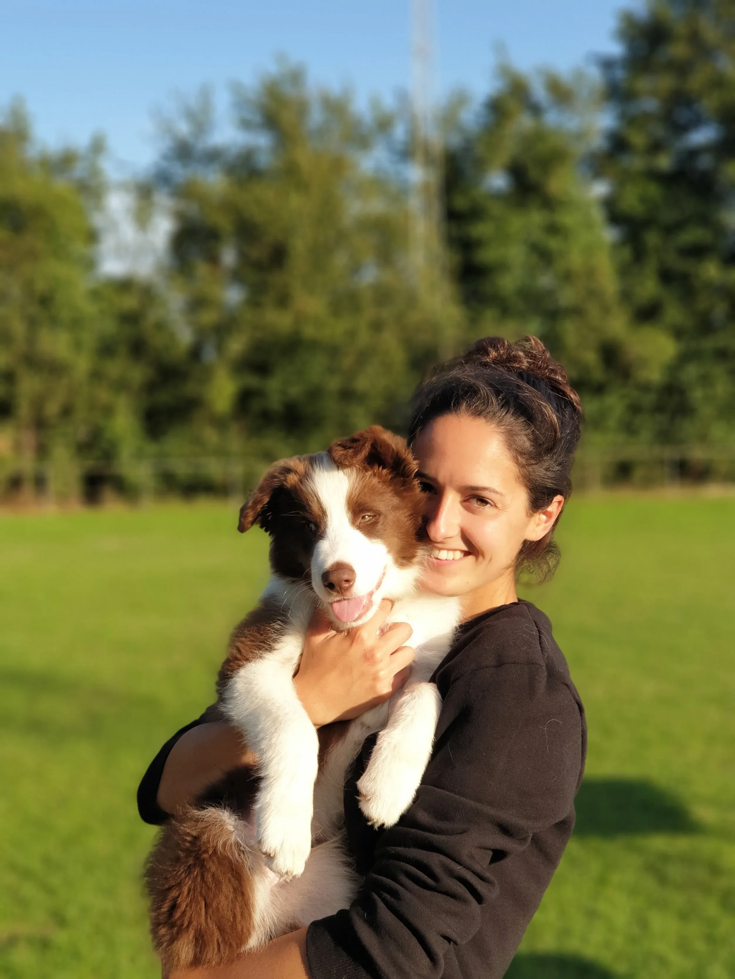 Dog handler walking dogs together in a calm outdoor environment