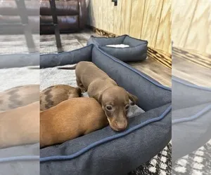Miniature Dachshund puppy resting on a soft blanket