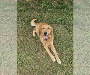 Golden Retriever dog available for adoption sitting calmly