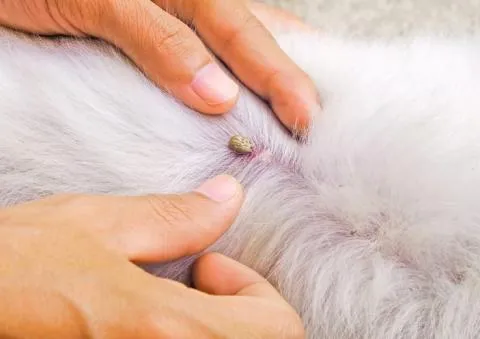 Veterinarian inspecting a dog's ear for signs of ear mites during a checkup